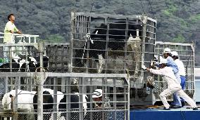 Milk cows loaded on cargo ship to evacuate Miyakijima Island